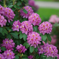 Dandy Man® Purple Rhododendron