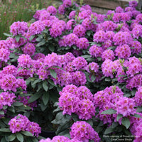 Dandy Man® Purple Rhododendron