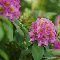 Dandy Man® Purple Rhododendron