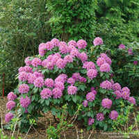 Dandy Man® Purple Rhododendron