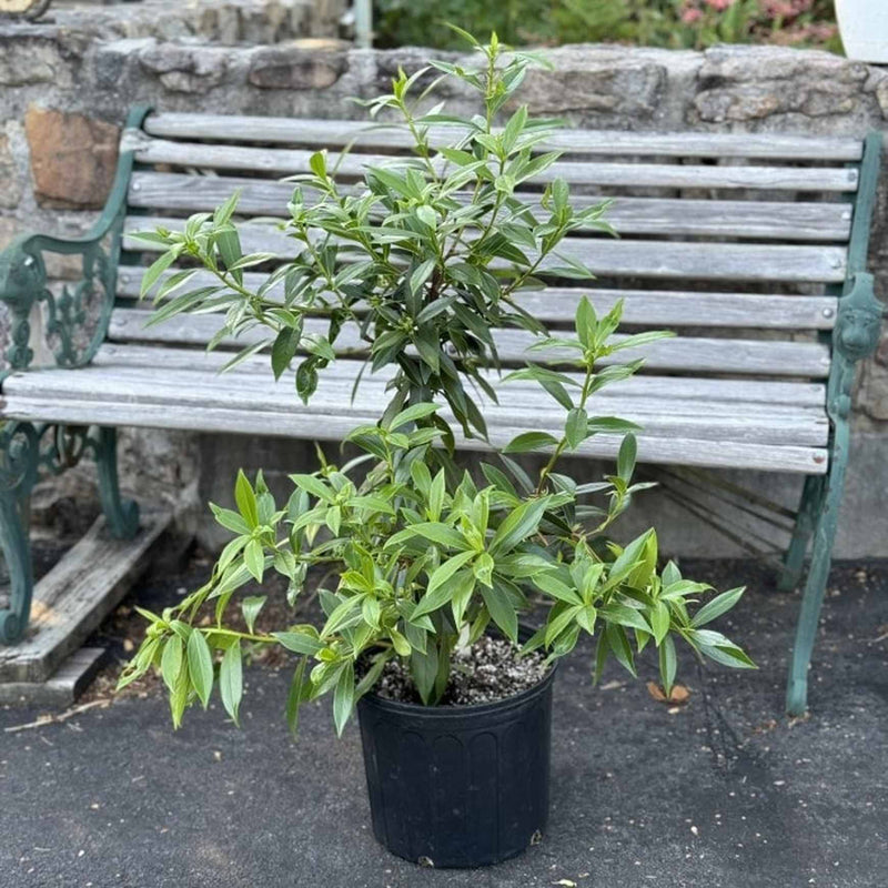 daphne plant in a pot Daphne Perfume Princess™
