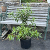 Almanac Planting Co: Daphne (Daphne 'Perfume Princess') in a black pot, placed on a paved surface next to a rustic wooden bench. This evergreen shrub is known for its highly fragrant blooms and attractive foliage, making it a charming addition to any garden or patio space.