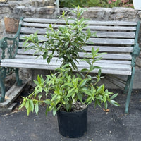 Almanac Planting Co: Daphne (Daphne 'Perfume Princess') in a black pot, placed on a paved surface next to a rustic wooden bench. This evergreen shrub is known for its highly fragrant blooms and attractive foliage, making it a charming addition to any garden or patio space.