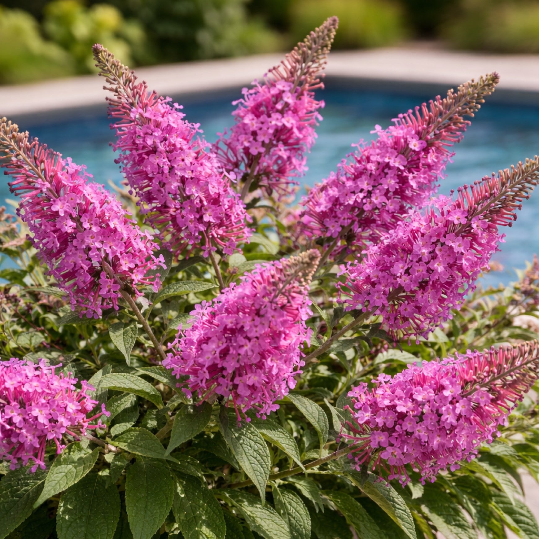 Dapper® Pink Butterfly Bush