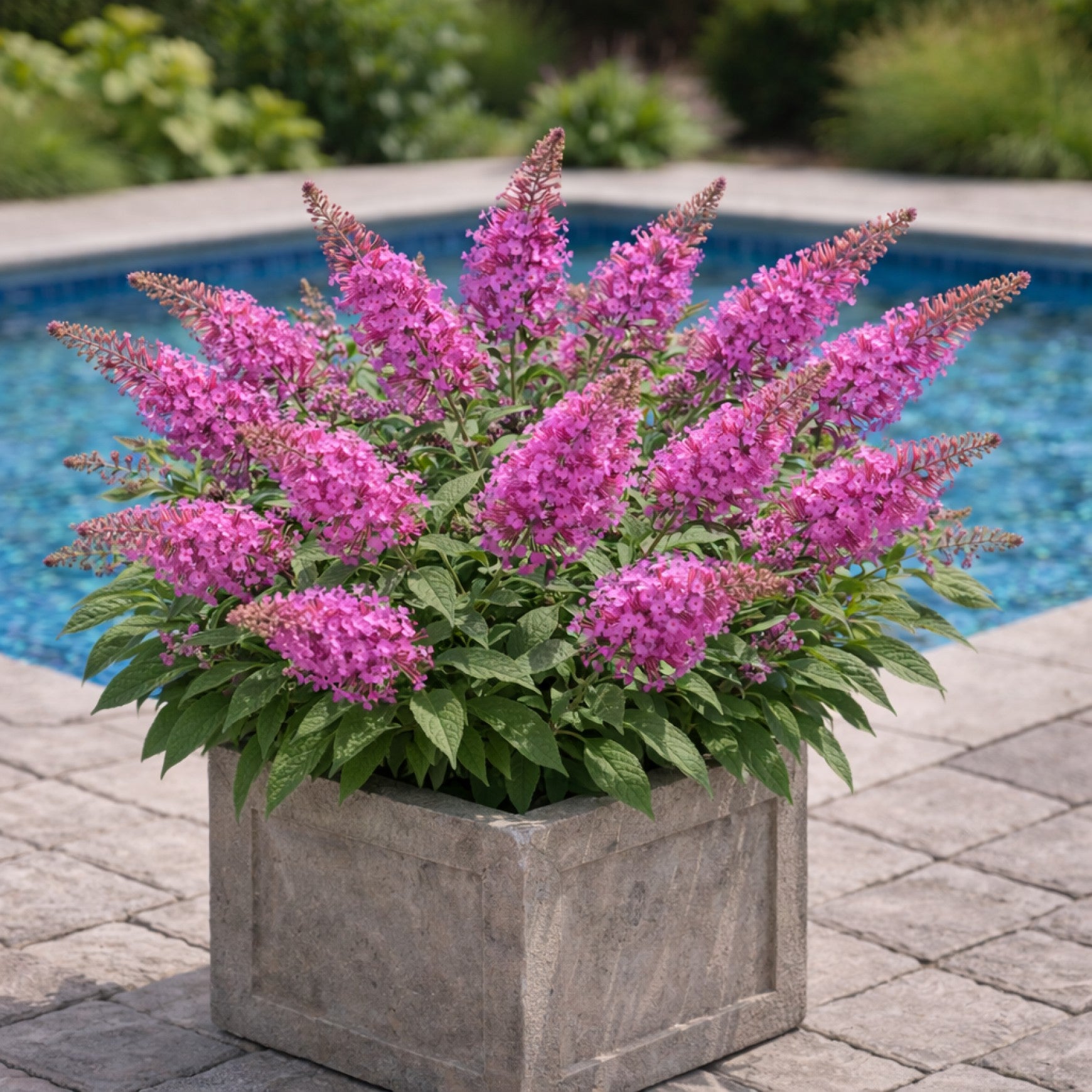 Dapper® Pink Butterfly Bush