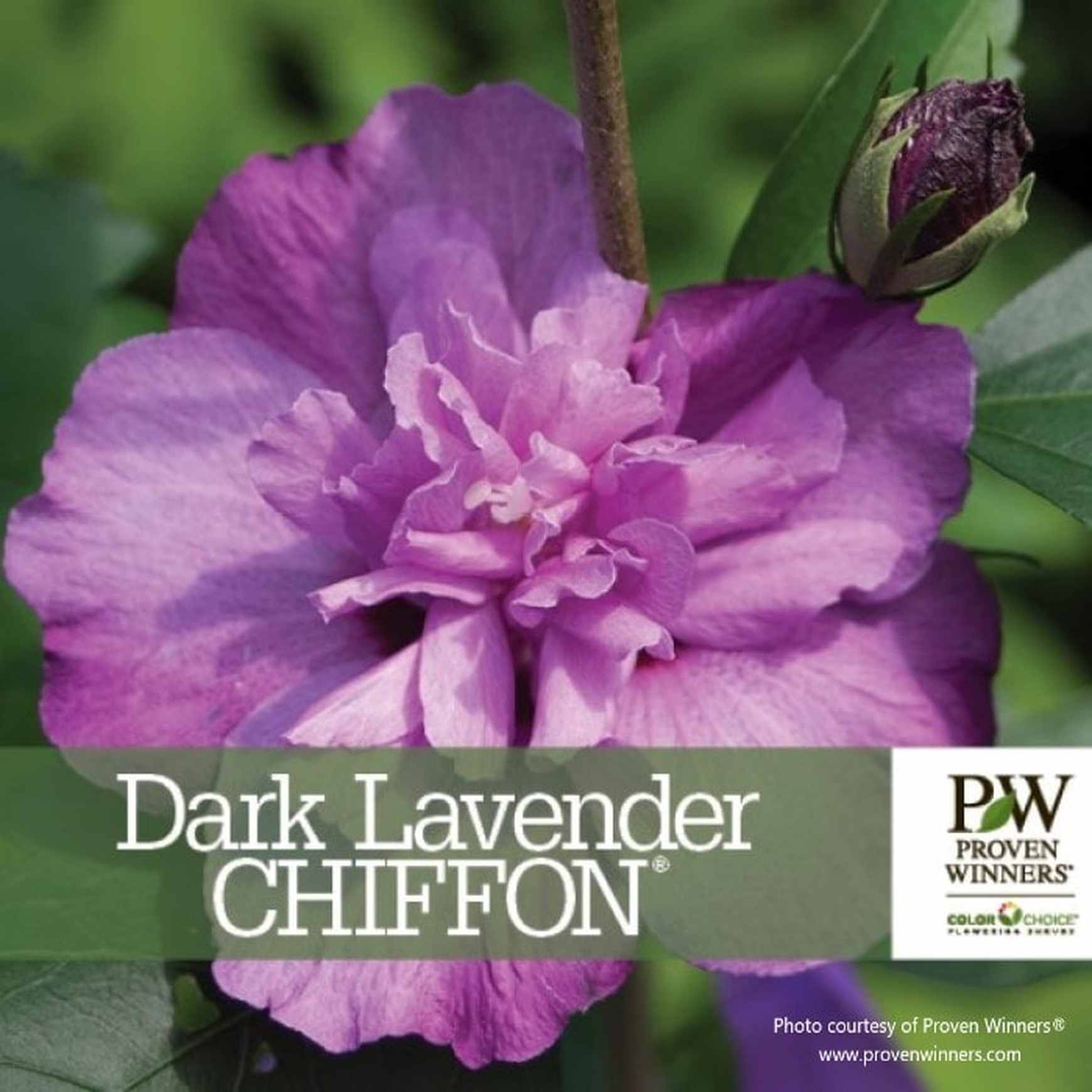 hibiscus lavender chiffon tree Dark Lavender CHIFFON® Rose of Sharon