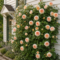 David Austin® Bathsheba™ Climbing Rose