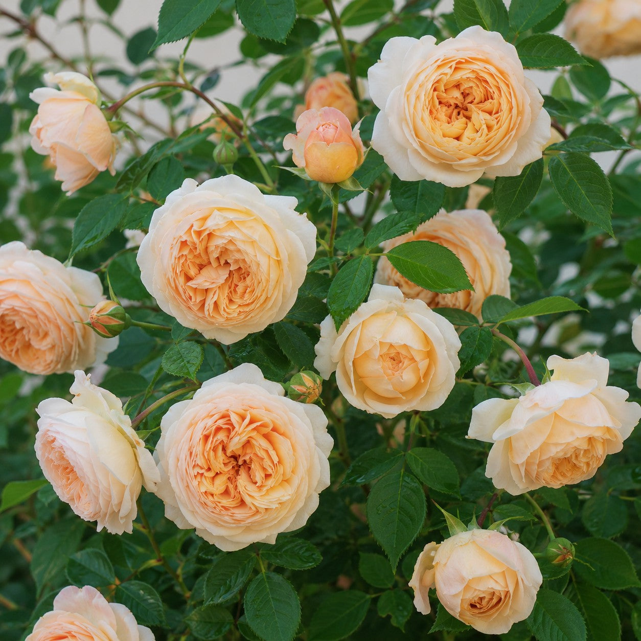 Bathsheba Climbing Rose | David Austin Apricot Climber – Almanac