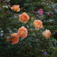 David Austin® Lady of Shalott™ Shrub Rose