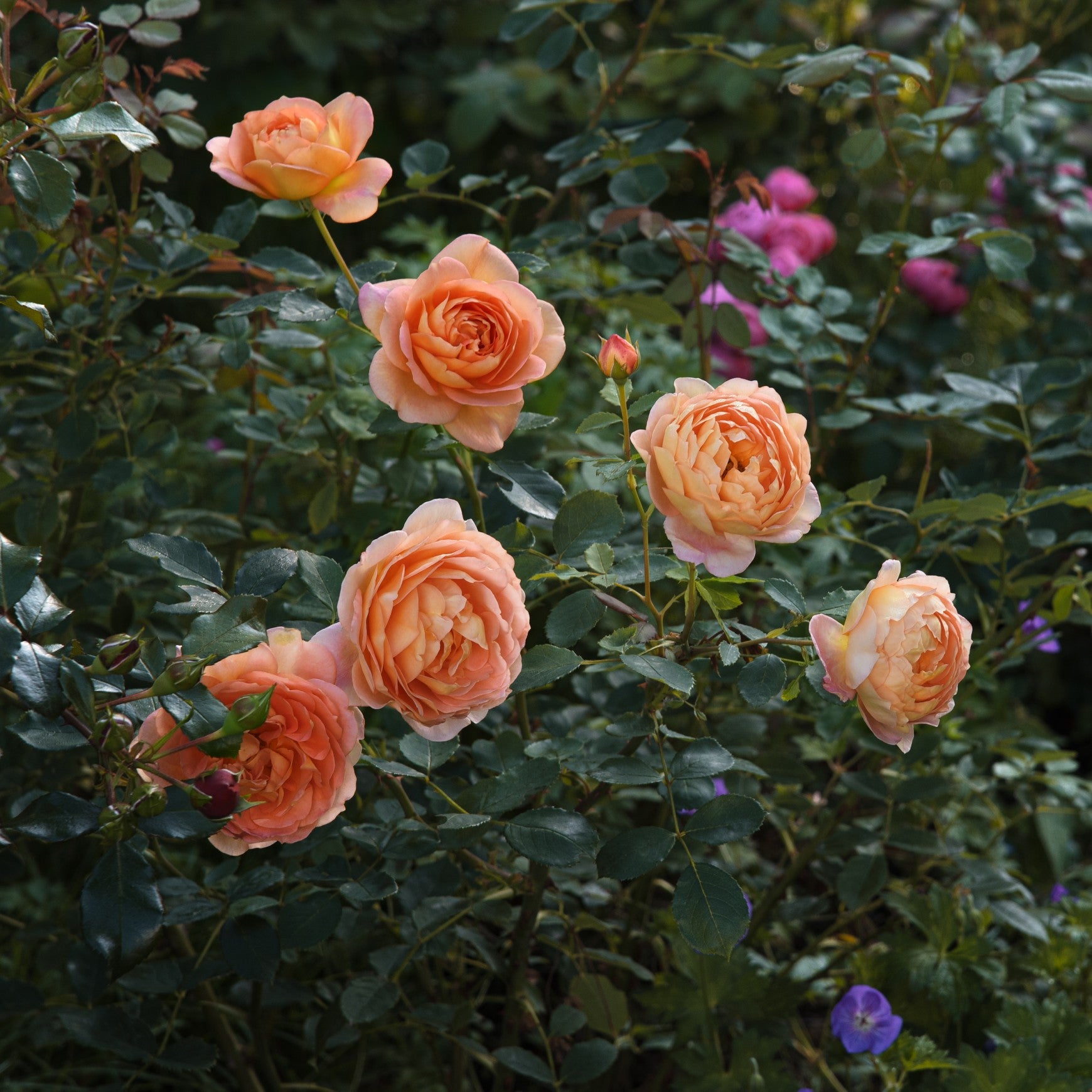 David Austin® Lady of Shalott™ Shrub Rose