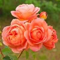 David Austin® Lady of Shalott™ Shrub Rose