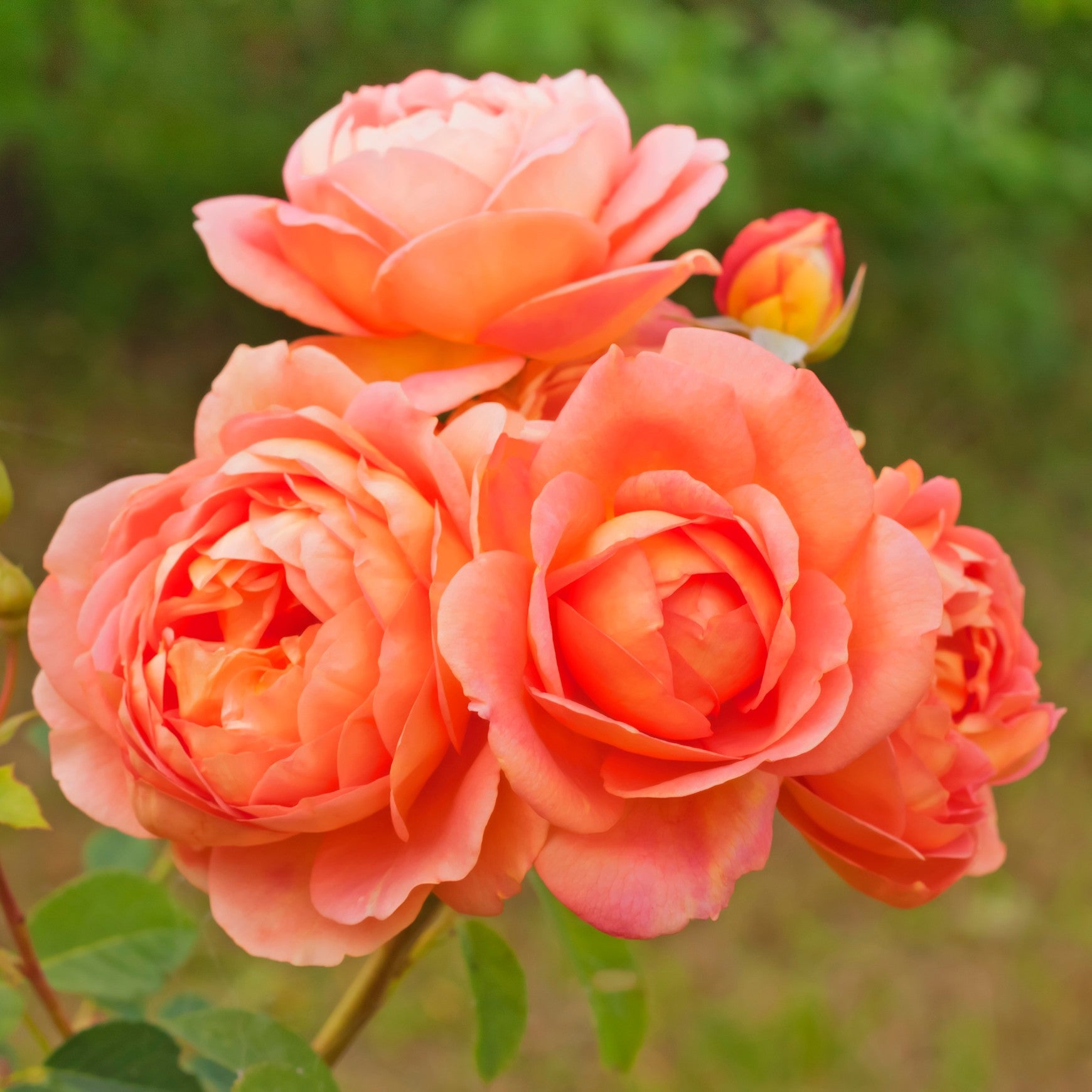 David Austin® Lady of Shalott™ Shrub Rose