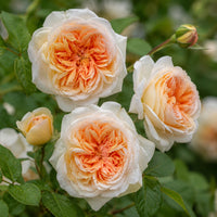 David Austin® Bathsheba™ Climbing Rose