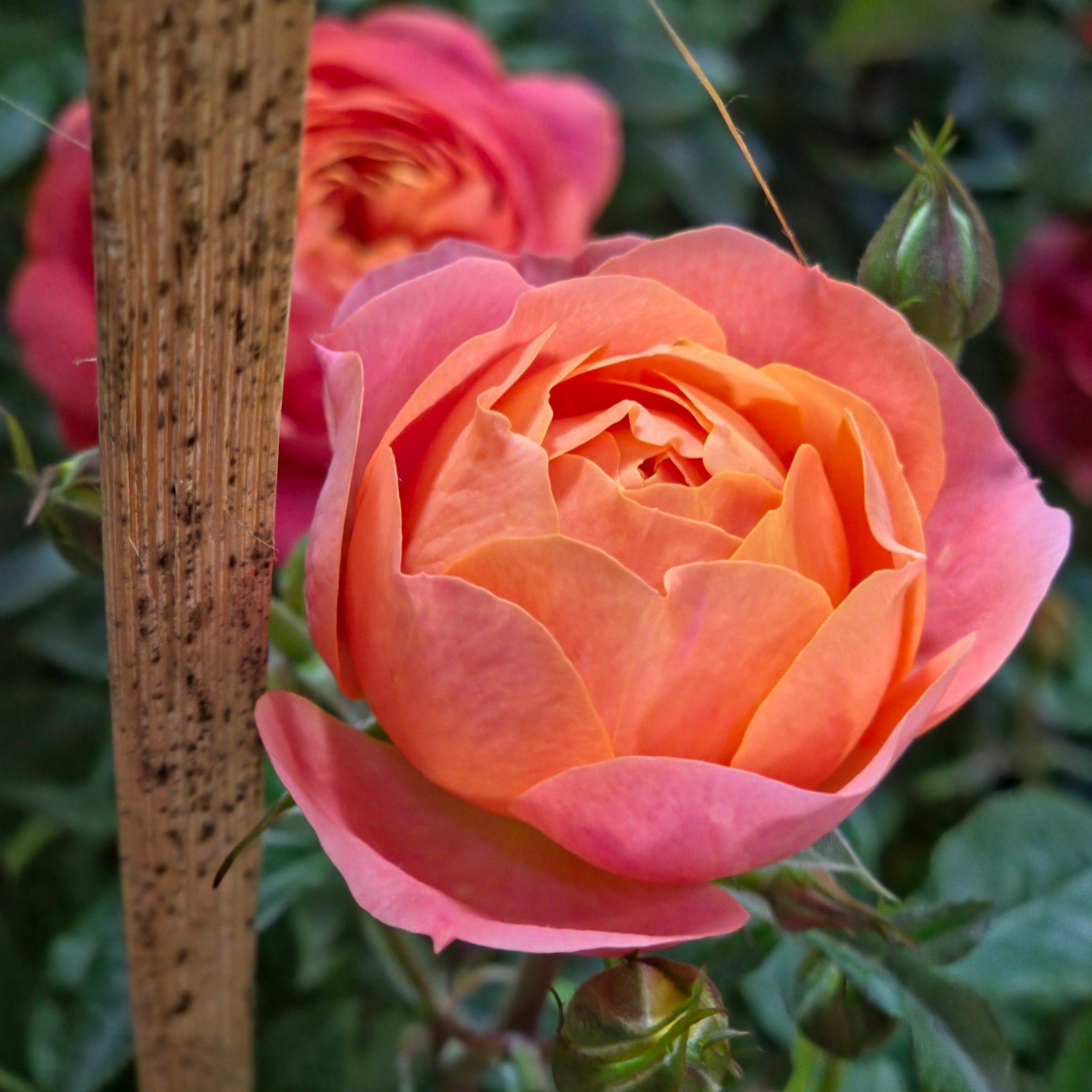 David Austin® Lady of Shalott™ Shrub Rose