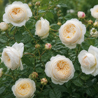 David Austin® Windermere™ Shrub Rose