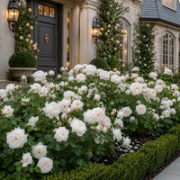 David Austin® Windermere™ Shrub Rose