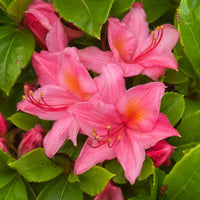 Almanac Planting Co: Close-up of Deciduous Azalea 'Weston's Pennsylvania' showing pink flowers with warm orange-yellow throats