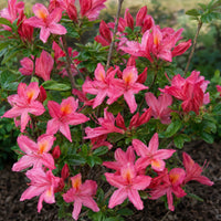Almanac Planting Co: Deciduous Azalea 'Weston's Pennsylvania' showing clusters of deep pink flowers and buds among glossy green foliage