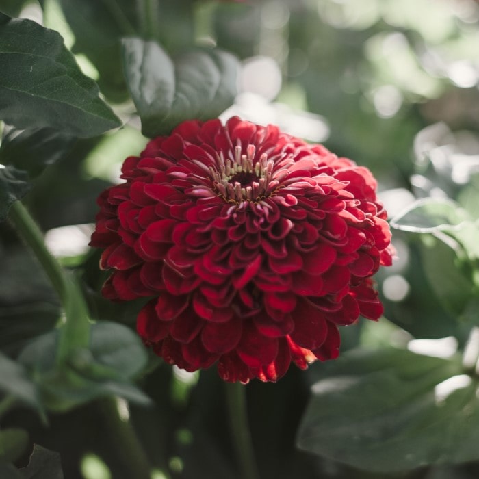 Almanac Planting Co Benary's Giant Zinnia 'Deep Red' (Zinnia elegans (AKA Zinnia violacea)). A side view of a massive double-bloomed red flower with a yellow center.
