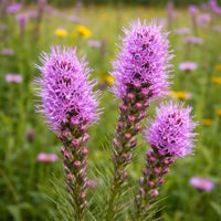 Dense Blazing Star