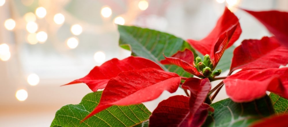 Almanac Planting Co: A red holiday novelty poinsettia with Christmas lights in the background