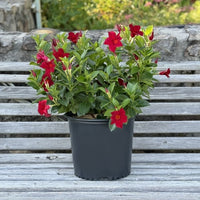 Almanac Planting Co: Dipladenia (Mandevilla sanderi 'Deep Red') in a black pot, placed on a wooden bench outdoors. The vibrant red flowers and glossy green leaves of this tropical vine make it a stunning addition to any garden or patio, perfect for adding a pop of color and attracting pollinators. Dipladenia Madinia® Deep Red