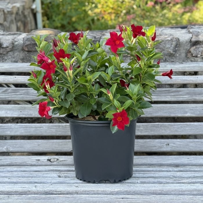 Almanac Planting Co: Dipladenia (Mandevilla sanderi 'Deep Red') in a black pot, placed on a wooden bench outdoors. The vibrant red flowers and glossy green leaves of this tropical vine make it a stunning addition to any garden or patio, perfect for adding a pop of color and attracting pollinators. Dipladenia Madinia® Deep Red