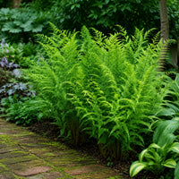 Almanac Planting Co: Dixie Wood Fern with bright green fronds growing beside a moss-covered brick walkway in a shaded garden