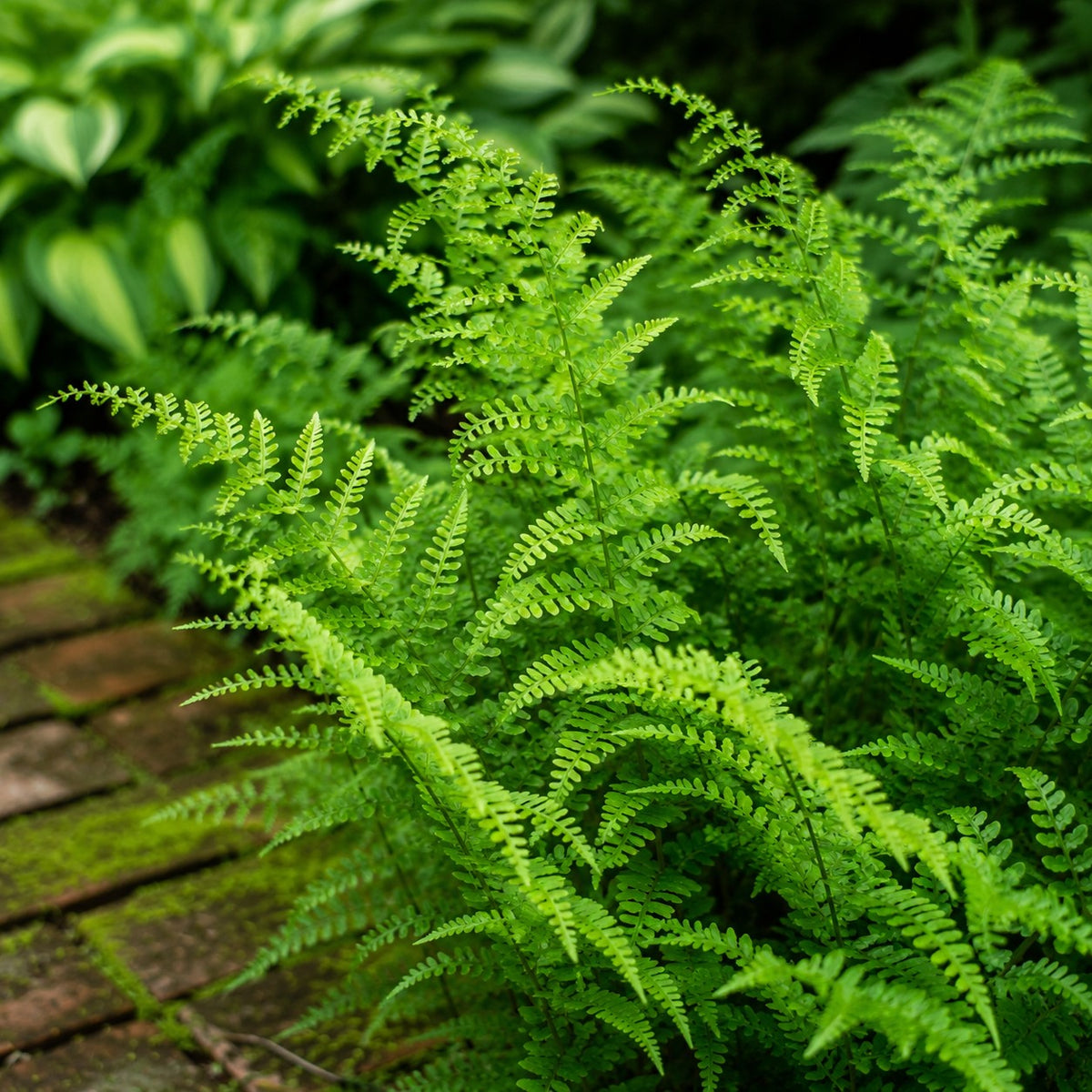 Almanac Planting Co: Close-up of Dixie Wood Fern showing finely divided bright green fronds beside a mossy brick garden path