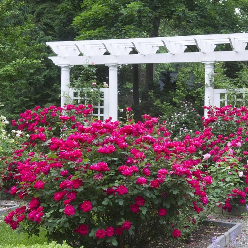 Double Knock Out® Rose | Low Maintenance Rose – Almanac Planting Co