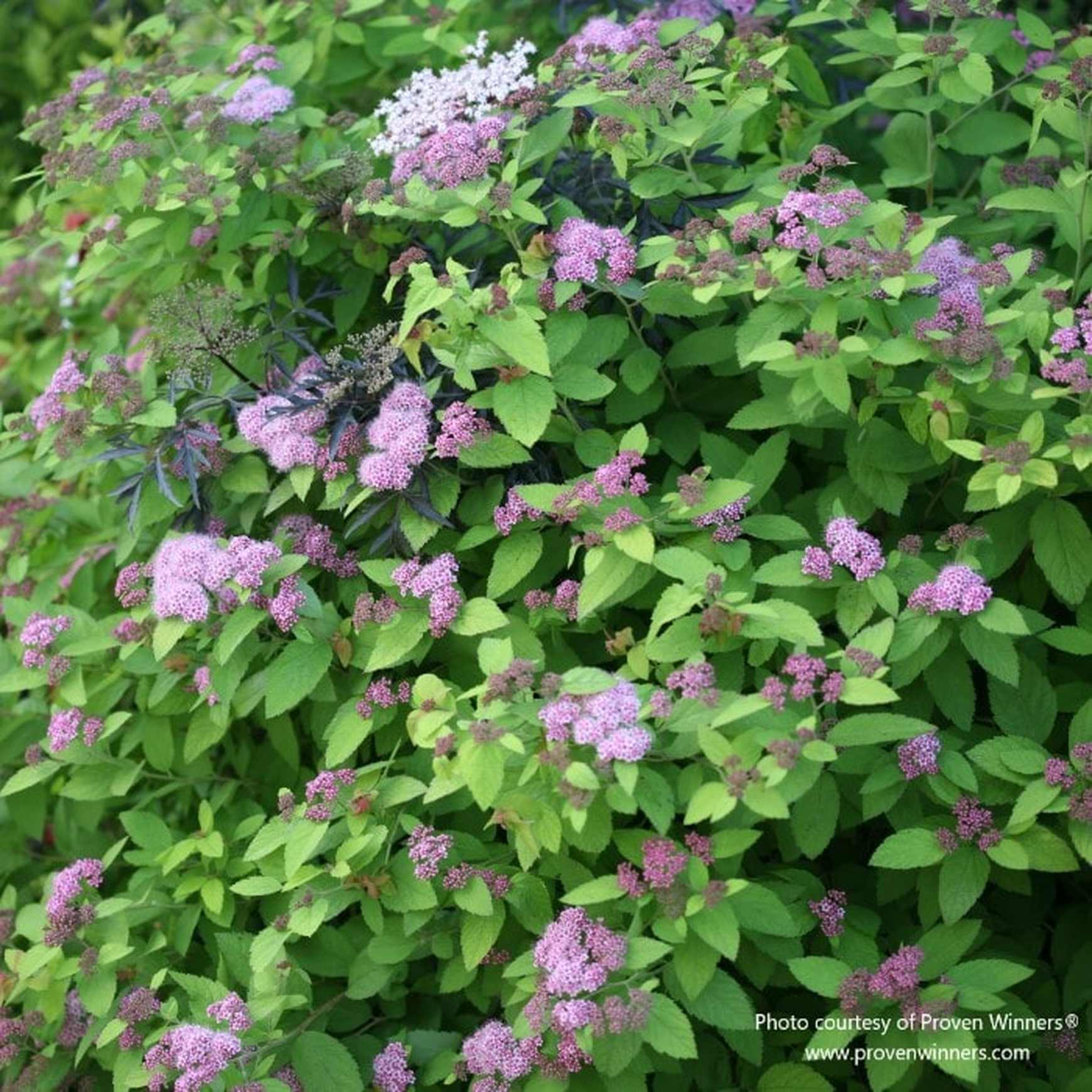 Double Play® Big Bang™ Spirea | Proven Winners – Almanac Planting Co