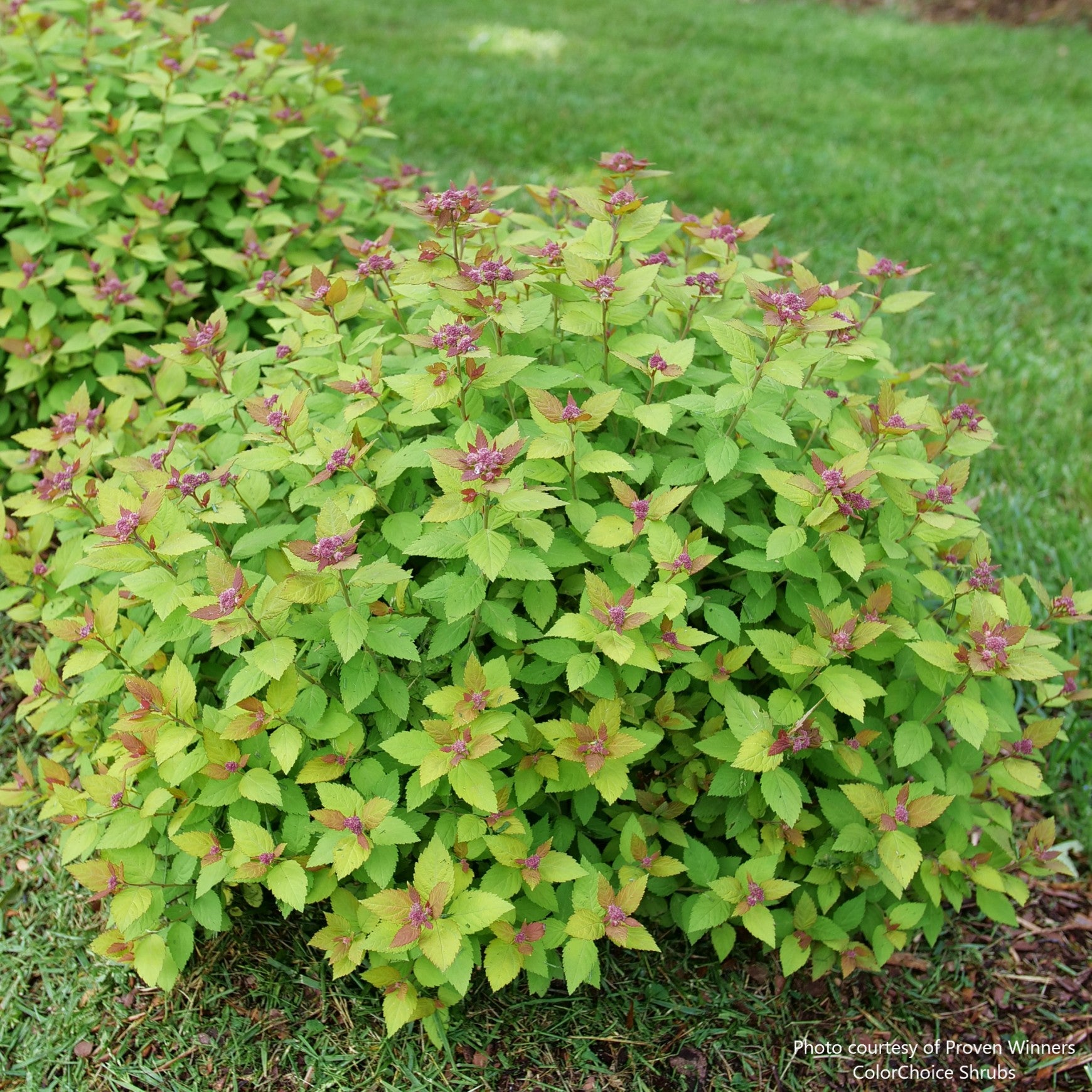 #2 Spiraea japonica PW Double Play 'Dolly'/ Purple Flowers