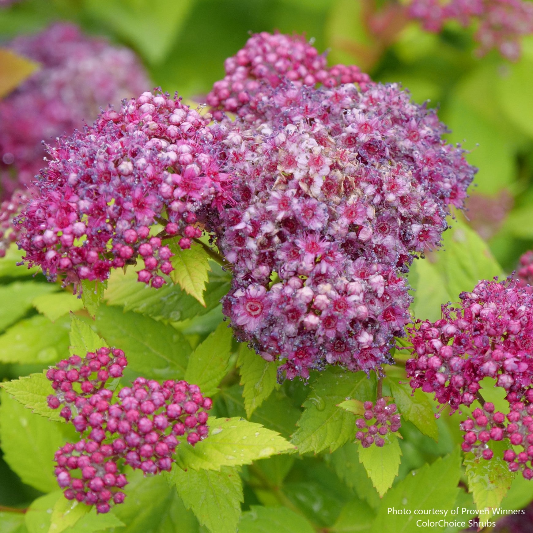 Double Play Dolly® Spirea