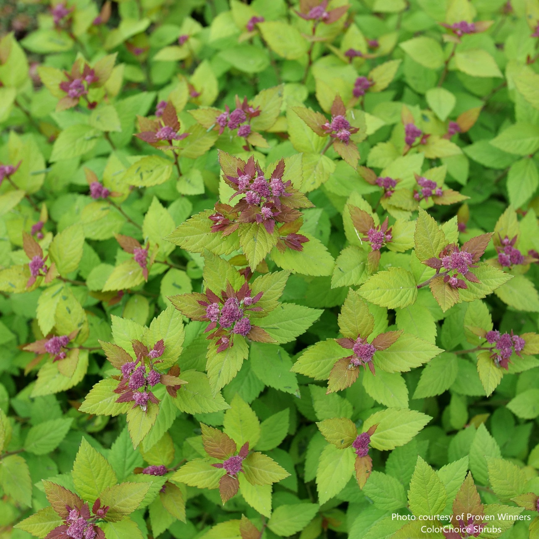 Double Play Dolly® Spirea
