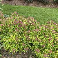 Double Play Dolly® Spirea
