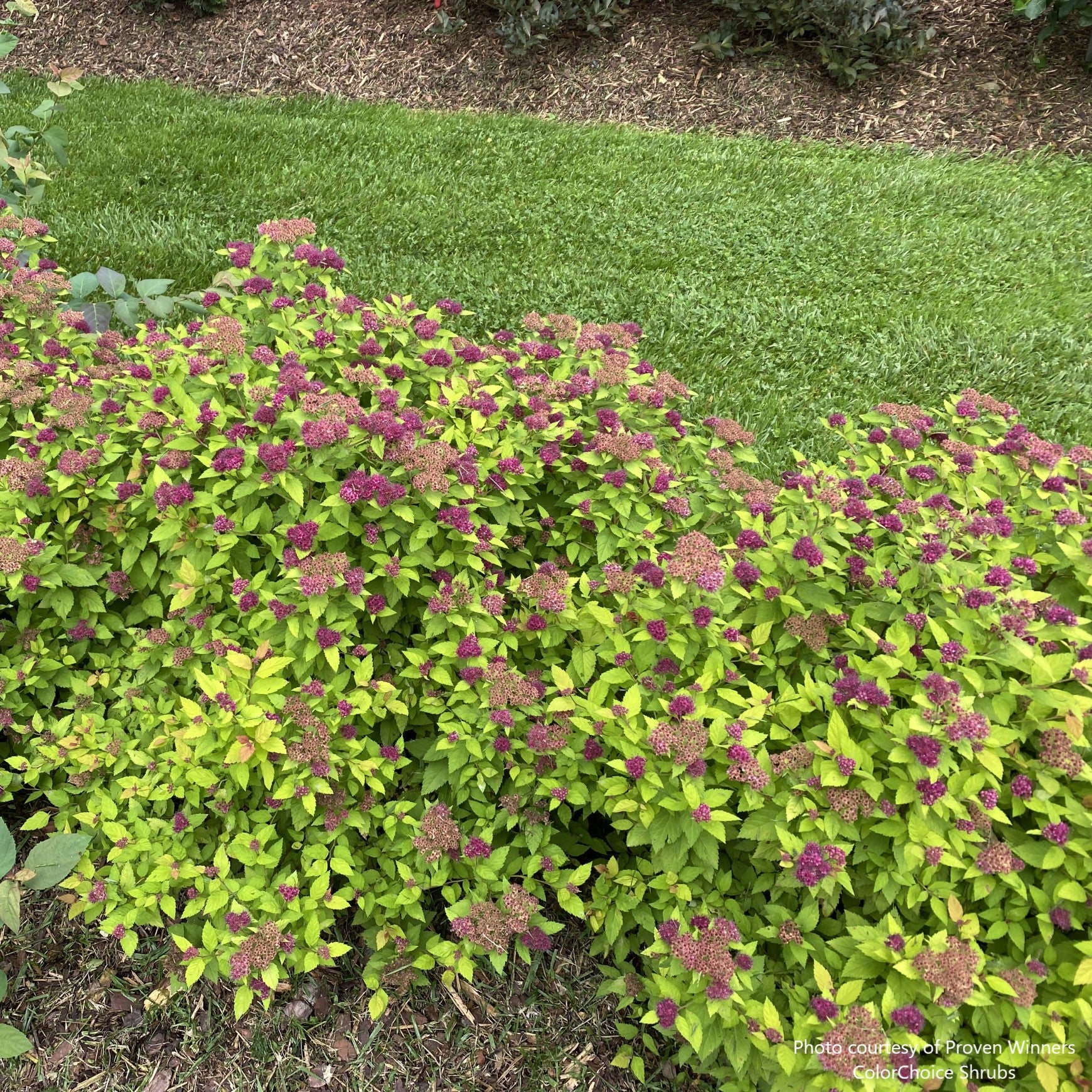 Double Play Dolly® Spirea