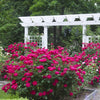 Almanac Planting Co: An enchanting garden pathway lined with abundant Double Knock Out Roses (Rosa 'Radtko'), complemented by a traditional white arbor, creating a romantic setting suitable for wedding planners and property developers.
