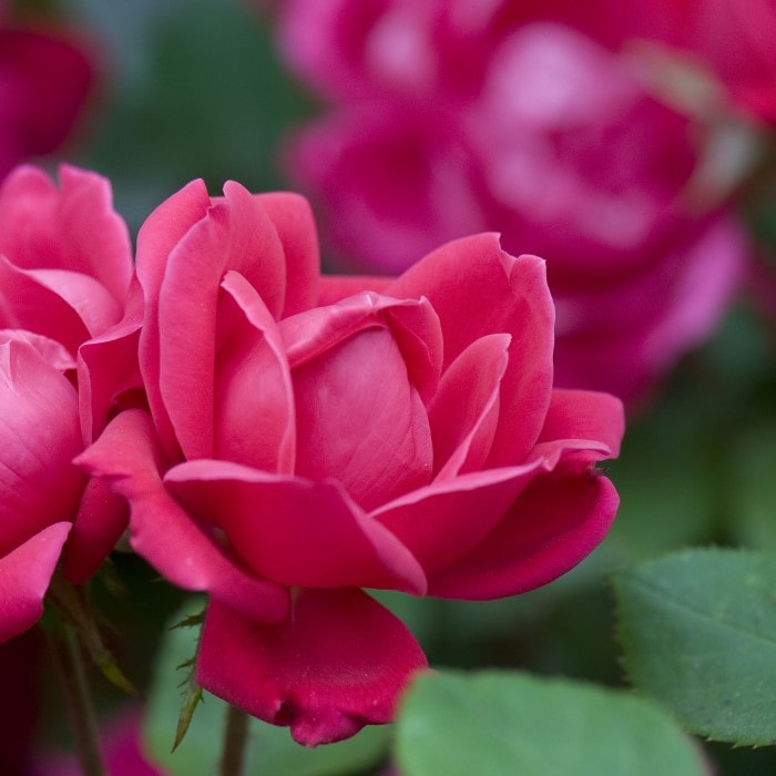 Almanac Planting Co: A vibrant close-up of a Double Knock Out Rose (Rosa 'Radtko') showcasing its rich, pinkish-red petals and lush green foliage, ideal for garden enthusiasts seeking low-maintenance yet stunning floral additions.