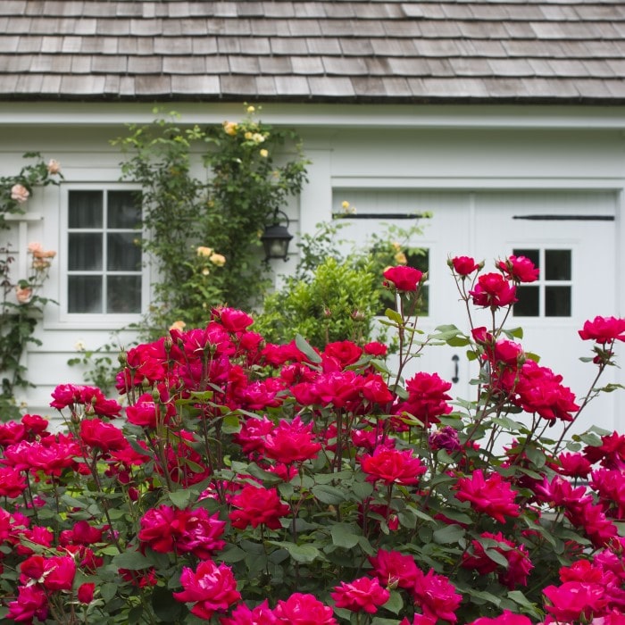 Almanac Planting Co: A picturesque scene of Double Knock Out Roses (Rosa 'Radtko') in full bloom, set against the backdrop of a quaint white cottage, perfect for landscape designers and homeowners aiming for a classic garden aesthetic.