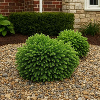 Almanac Planting Co: Dragon Prince™ Japanese Cedar with dense, spherical evergreen form used as a compact foundation accent near stonework.