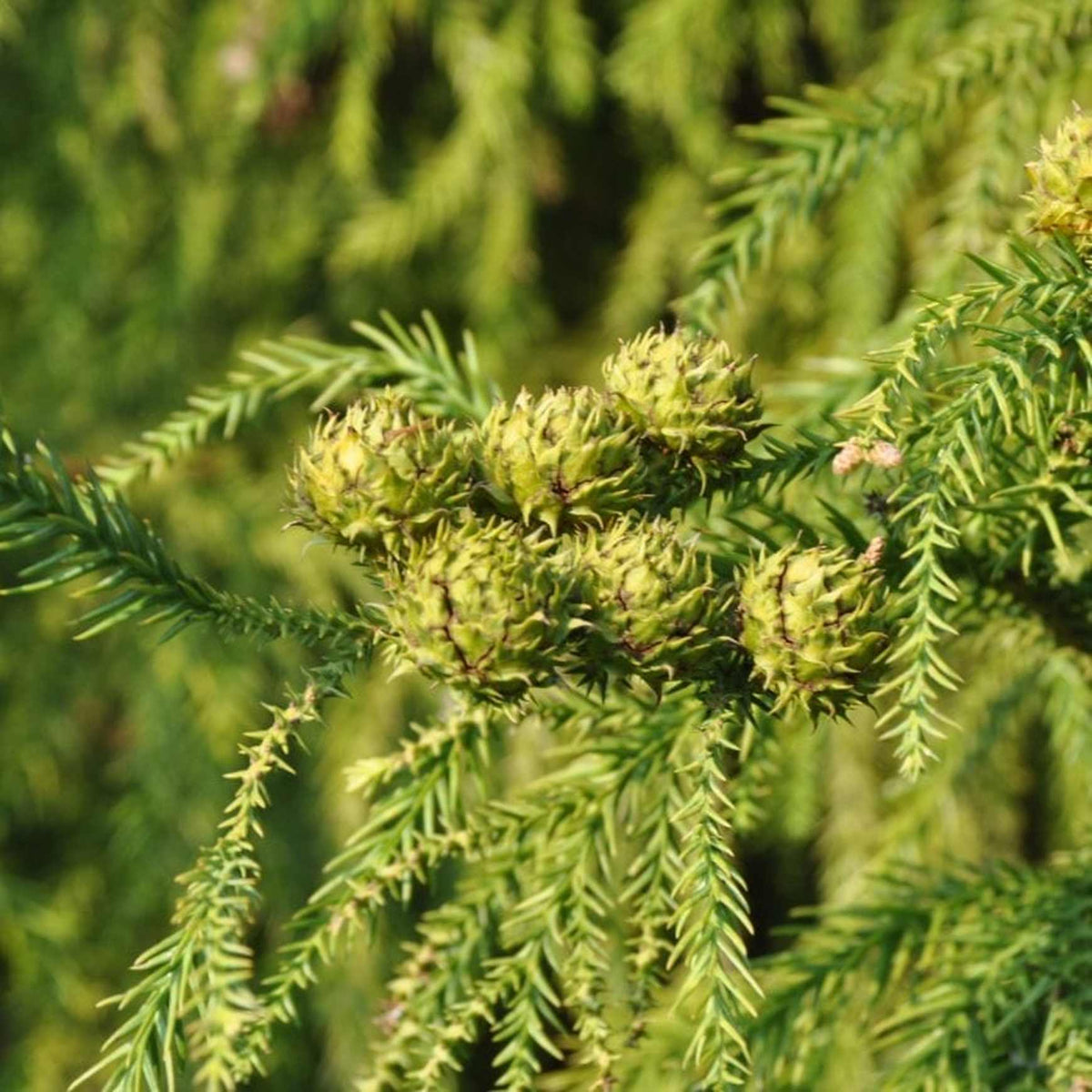 Almanac Planting Co: Close-up of Dragon Prince™ Japanese Cedar foliage showing fine, feathery needles and rich green color.