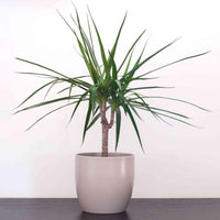 Almanac Planting Co: Dracaena marginata Dragon Tree with red-edged leaves in modern indoor planter