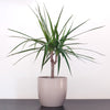 Almanac Planting Co: Dracaena marginata Dragon Tree with red-edged leaves in modern indoor planter