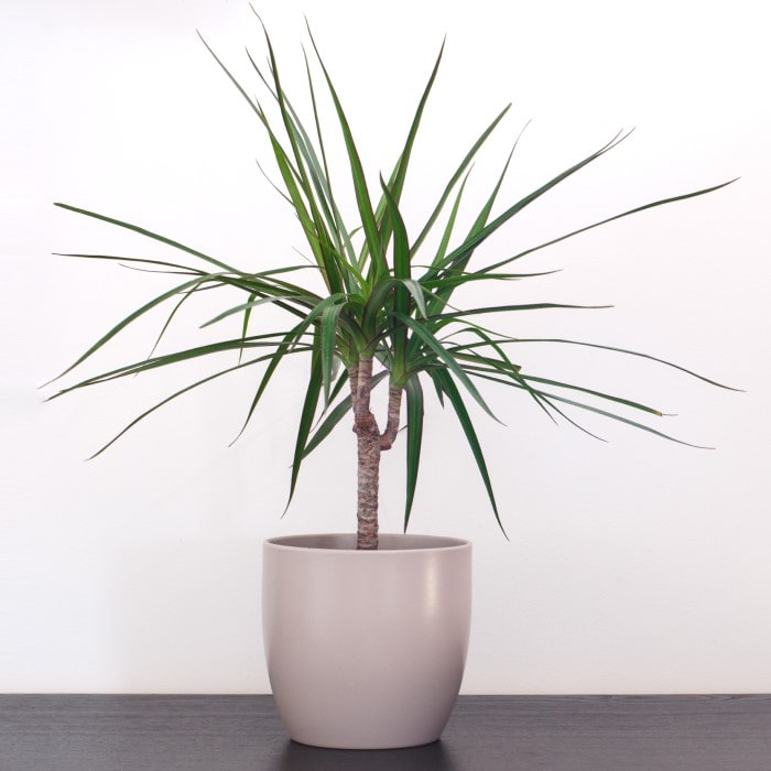 Almanac Planting Co: Dracaena marginata Dragon Tree with red-edged leaves in modern indoor planter