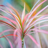 Almanac Planting Co: Close-up of Dragon Tree foliage showing slender green leaves with red margins