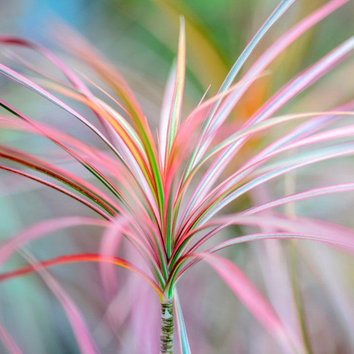 Almanac Planting Co: Close-up of Dragon Tree foliage showing slender green leaves with red margins