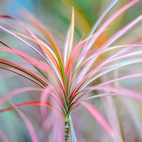 Almanac Planting Co: Close-up of Dragon Tree foliage showing slender green leaves with red margins