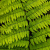 Remote Wood Fern