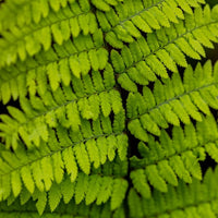 Remote Wood Fern