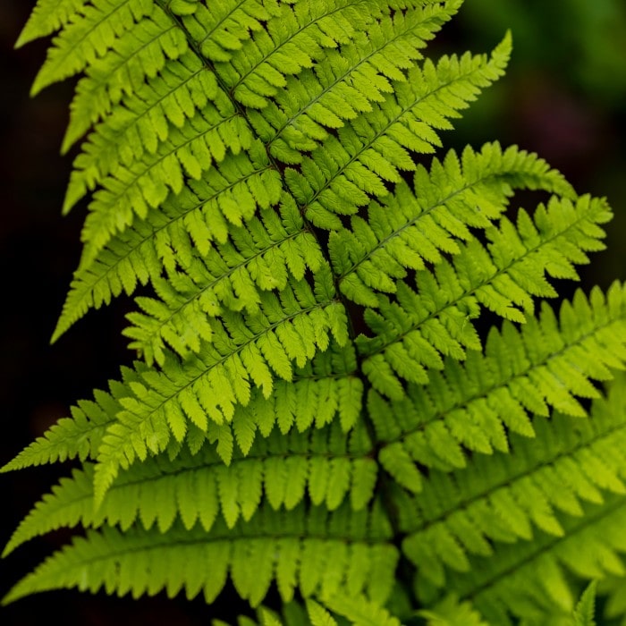 Remote Wood Fern